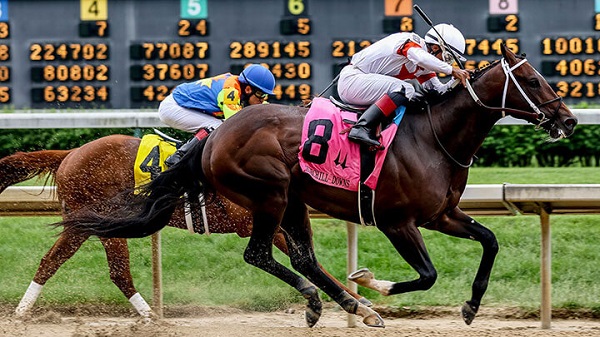 Pocket how to guess horse racing game tips to play 100% win